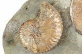 Fossil Ammonites (Sphenodiscus & Jeletzkytes) - South Dakota #189325-2
